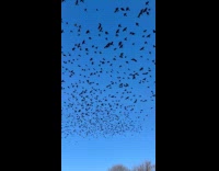 Flock of migration birds fly through submitters yard