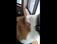 Girl wraps beagle dog ear around hand 