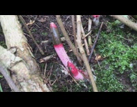 Long pink fungus mushroom grows dirt backyard 