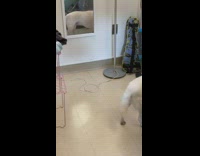 Pet dog looks at itself on the mirror on the wall