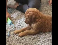 Collab Pets For All - Puppy dog plays green blue rope toy 