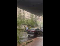 Collab WINY - Tree falls off the road hurricane damage  