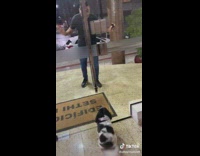 Dog wiggles its butt in excitement to see owner