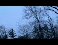 Flock of birds fly over trees wave