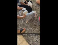 White pug dog grey bunny rabbit costume 