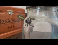 Small spider on a bottle dries up body