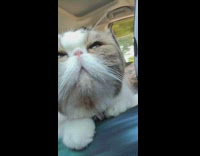 Brown and white cat on lap car 