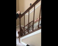 Dog climbs upstairs goes over the handrails