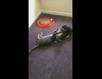 Two cats play together purple carpet conversation 