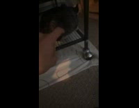 Guy scratch head of chinchilla under table