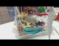 Pet bird sleeps on a face mask swing