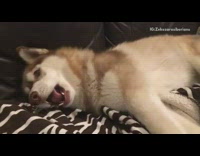 White Siberian Husky Throws Temper Tantrum On Zebra Blanket