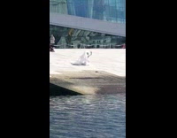 Woman white dress long veil photo shoot seaside