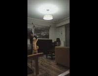 Guy dance dog hits his groin area accidentally