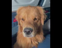 Brown dog falls asleep standing up