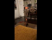 Kitten attacks and playbites older cat