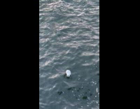 Submitter shows mannequin head floats on river