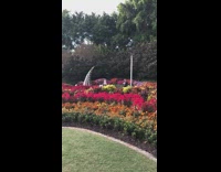 Drone camera girl flower garden  black backpack 