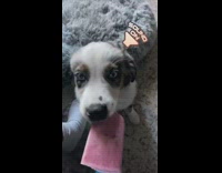 Puppy dog eats popsicle frozen treat sock