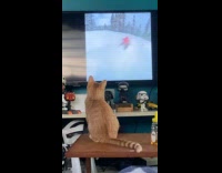 Orange cat sit on table watch Daily Dose