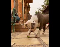 Brown white pit bull dog lime orange