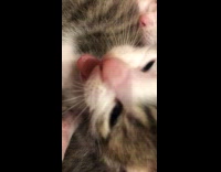 Sleepy kittens kept on yawning at bed