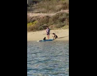 Black dog surfboard owner paddle beach pictorial
