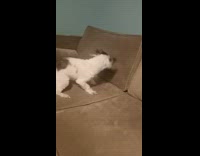 Dog thrashes fish toy on couch