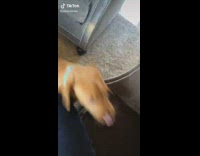 Collab Clips MPUGC2 - Dog stops biting pillow and goes for knee