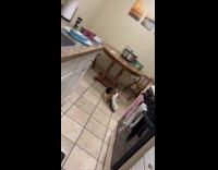 Collab PLC - Pet cat spins around and chase his own tail