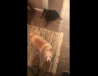 Small black dog barks at guy army 