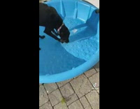 Black labrador dogs reaction to getting a kid pool