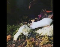 Snake bites kills white mouse terrarium cage