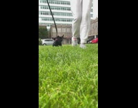 Girl and black pug run across grass together 