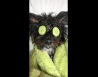 Dog made to look he is enjoying a spa day