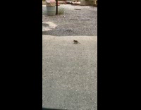 Guy tries to approach small baby possum