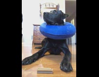 Fruit snack challenge black dog blue pillow 