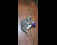 Small Grey Cat Chews on Purple Toy 