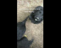 Woman know who to pick in puppy litter