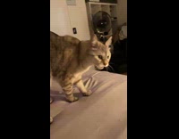 Cat yells at charger cable