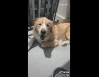 Guy asks brown white dog walk balcony 