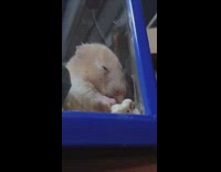 Hamster falls asleep in corner glass 