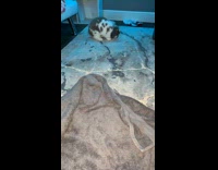 Rabbit startled with silk press comb