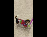 Two different fbi dogs in mall