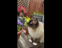 Himalayan cat talk with purple flowers table