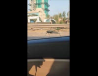 Large grasshopper on car door window at highway