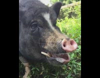 Collab Pets For All - Black pig slow motion yawn