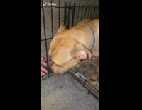 Guy tells dog he can speak english 