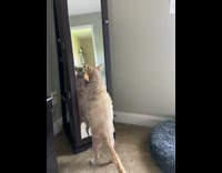 Sphinx cat scratches its refection on mirror