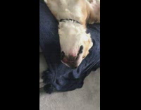 Dog lays upside down on couch 